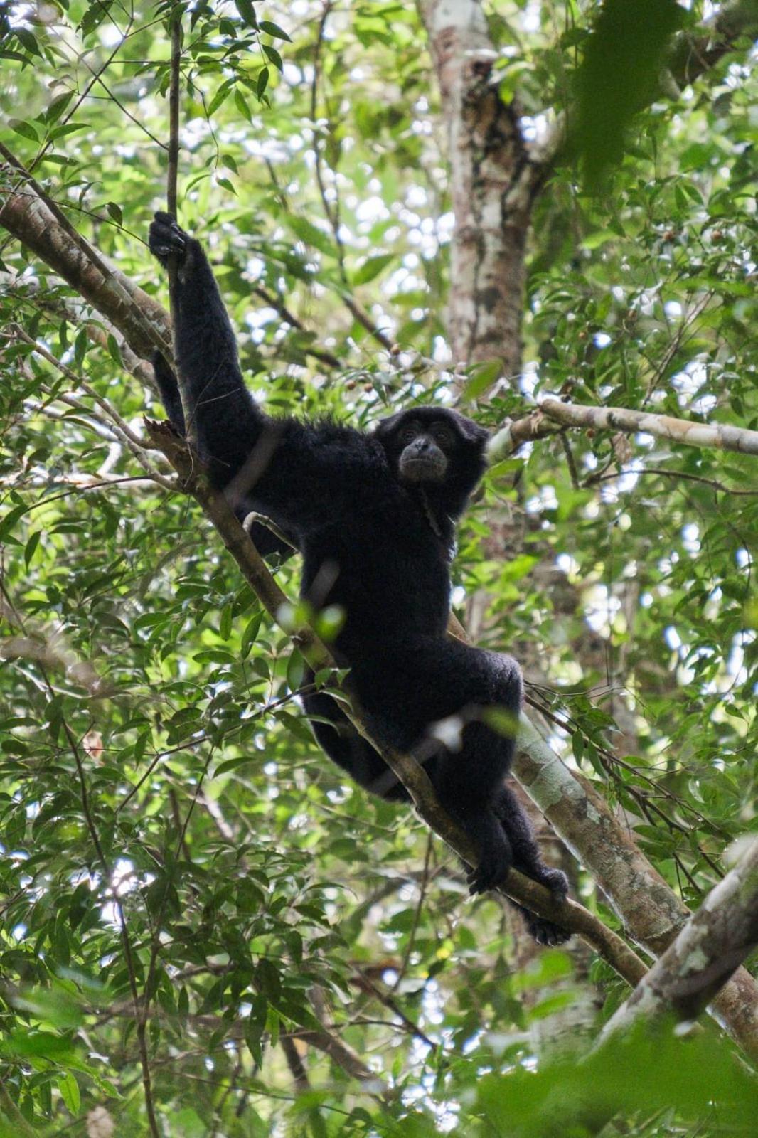 Magpie resto dan homestay Bukit Lawang Luaran gambar