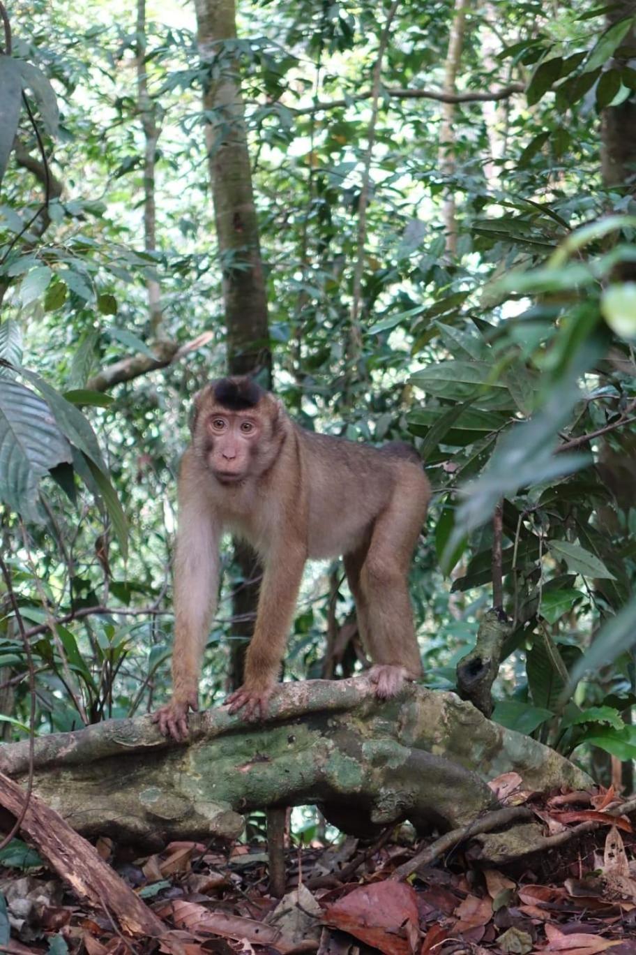 Magpie resto dan homestay Bukit Lawang Bilik gambar