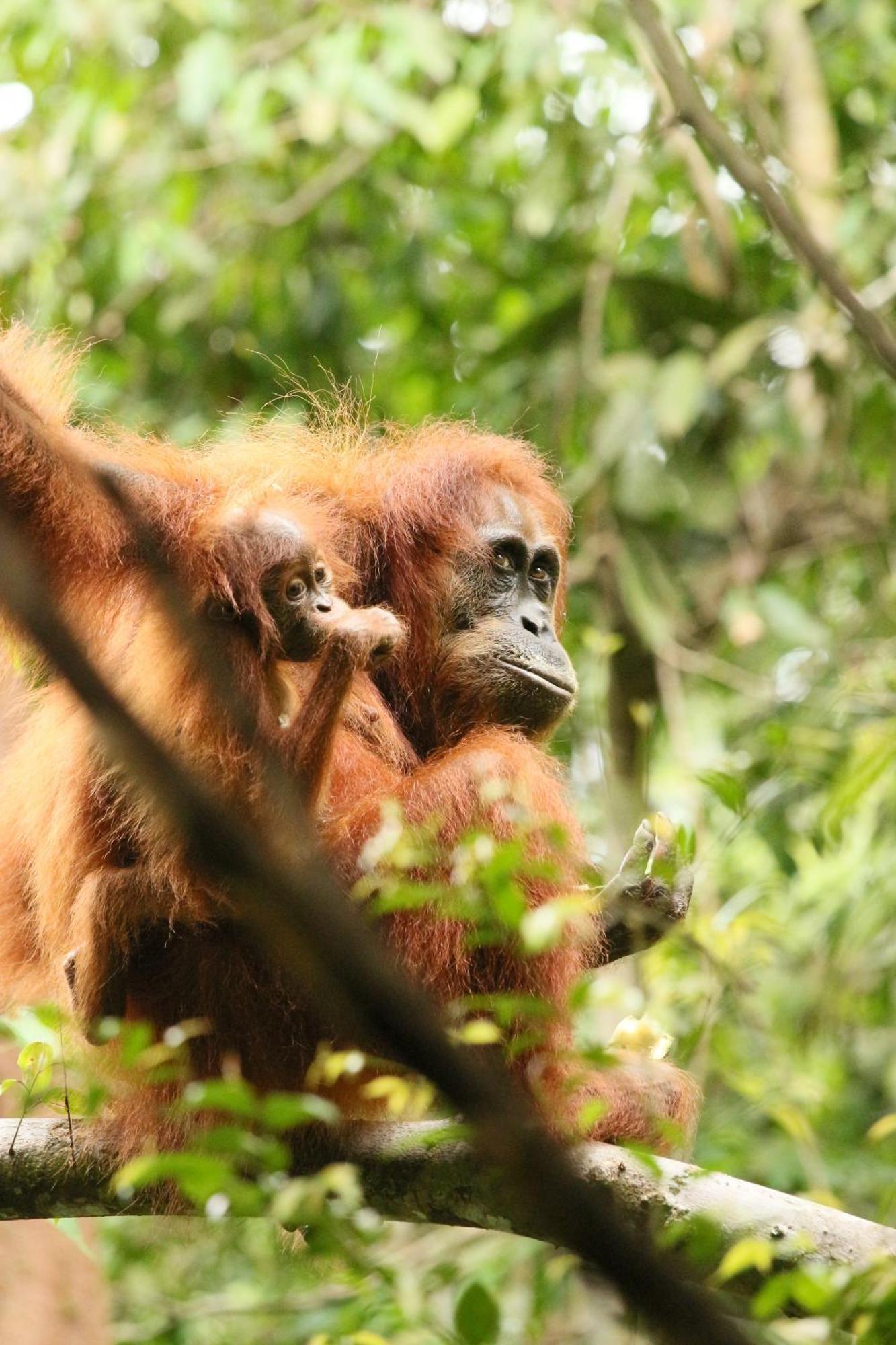 Magpie resto dan homestay Bukit Lawang Luaran gambar
